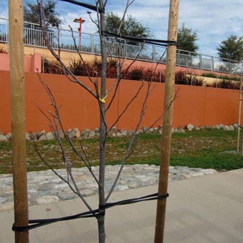 CAD Drawings Villa Landscape Products, Inc Tree Ties